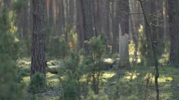 Matin dans un beau bois, avec de vieux et grands arbres .