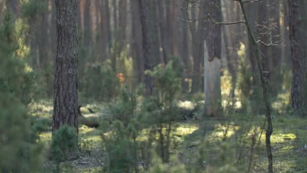 Mañana Hermoso Bosque Con Árboles Viejos Grandes — Vídeo de stock