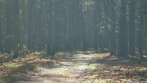 Mañana Hermoso Bosque Con Árboles Viejos Grandes — Vídeos de Stock