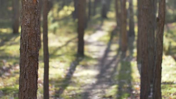 Morgon Vacker Skog Med Gamla Stora Träd — Stockvideo