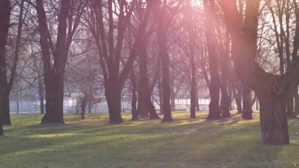 Sol Mañana Brilla Parque Vacío Ciudad Vacía Durante Cuarentena — Vídeos de Stock