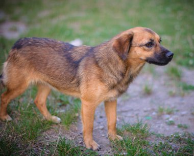 küçük bir köpek arıyorum