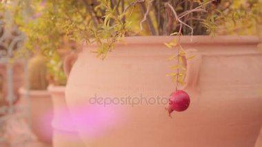 Nar ağacı gündoğumu