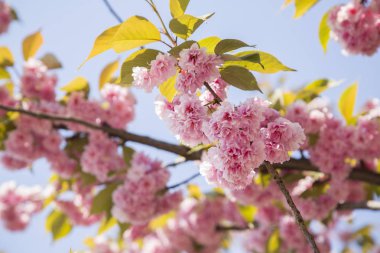 İlkbaharda pembe çiçek açar.
