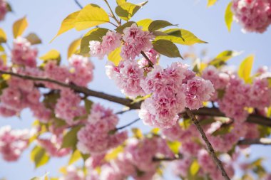 İlkbaharda pembe çiçek açar.