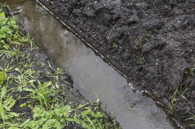 Siyah zemin. Bahçe.