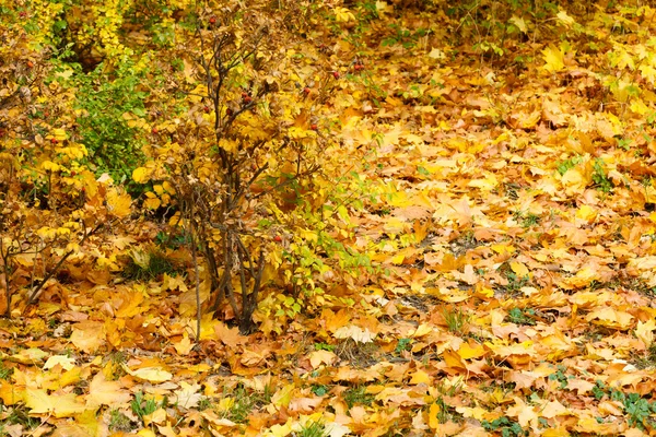 Podzimní vegetace pokrytá listy. — Stock fotografie