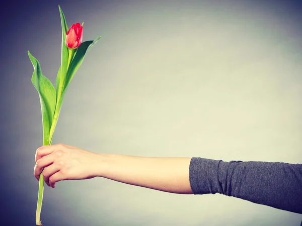 Hand with tulip flower. — Stock Photo, Image