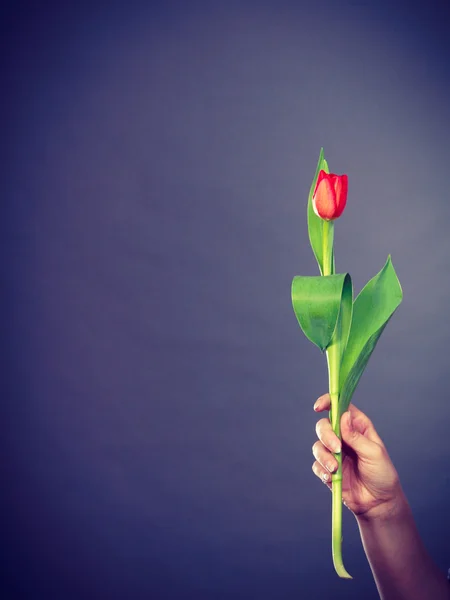 Hand met tulip bloem. — Stockfoto