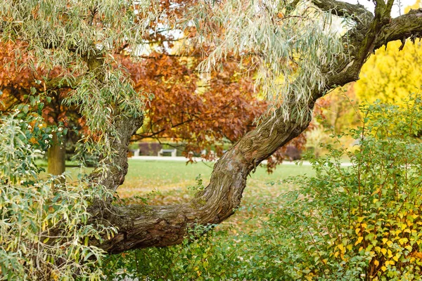 Filial i färgglada park. — Stockfoto