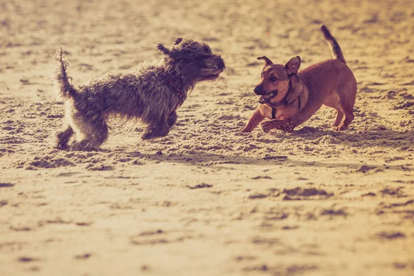 Dwa psy kundel grać razem na plaży — Zdjęcie stockowe