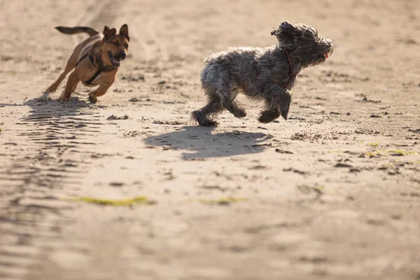 Dwa psy kundel grać razem na plaży — Zdjęcie stockowe
