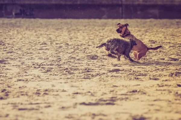 Deux chiens bâtard jouant ensemble sur la plage — Photo