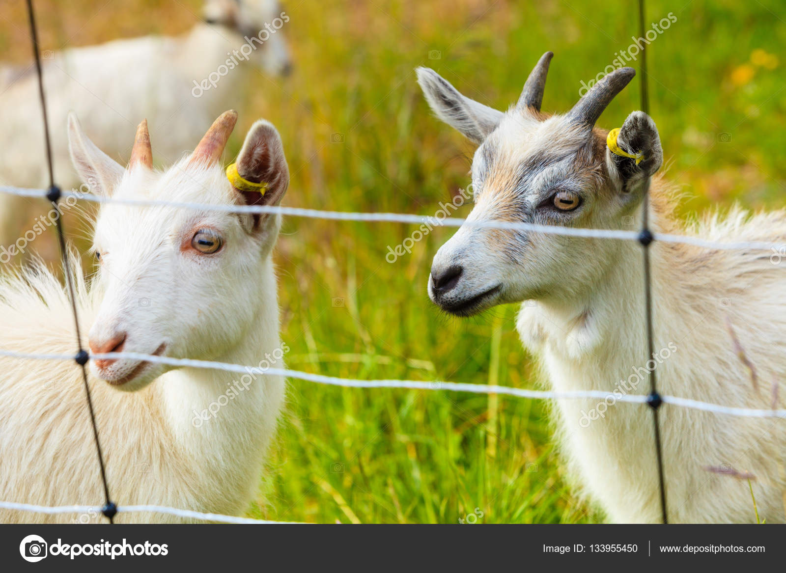 Goats eating grass on pasture Stock Photo by 133955450