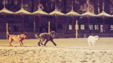 Üç melez köpek birlikte sahilde yürüyüş