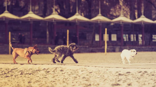 Drie bastaard honden lopen samen op strand — Stockfoto