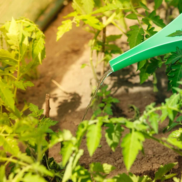 Meminum tanaman tomat hijau di rumah kaca — Stok Foto