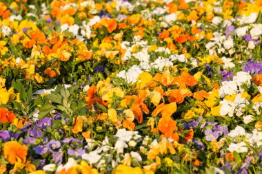 Arka plan olarak homo çiçek çiçeklenme