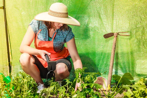 Wanita dengan alat berkebun bekerja di rumah kaca — Stok Foto