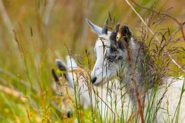 Mera üzerinde çim yeme keçi