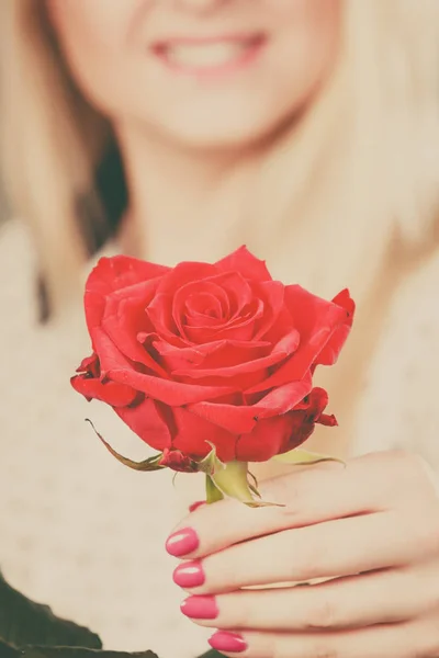 Female hand holding red rose flower — Stock Photo, Image