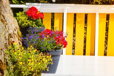 Tencere ile renkli çiçekler, botanik ve çiçek Güzellik