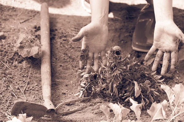 Woman gardener replanting flowers — Stock Photo, Image