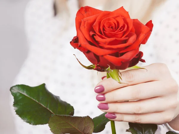 Woman hand holding red romantic rose — Stock Photo, Image