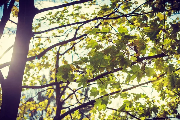 Детальный крупный план зеленых листьев на дереве — стоковое фото
