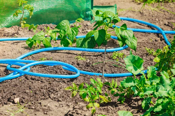 Blue plastic sprayer for gardening