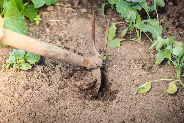 Closeup woman gardener digging soil — Stock Photo, Image