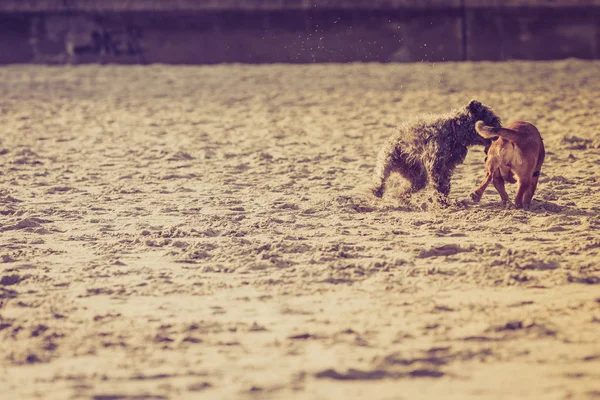 Two mongrel dogs playing together on beach — Stock Photo, Image