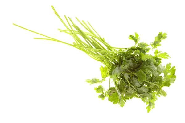 Twig of parsley isolated — Stock Photo, Image