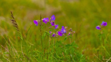 Çayır mor çiçekler ve yeşil çimen