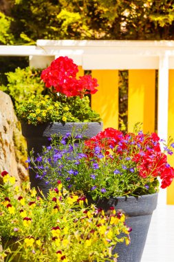 Tencere ile renkli çiçekler, botanik ve çiçek Güzellik