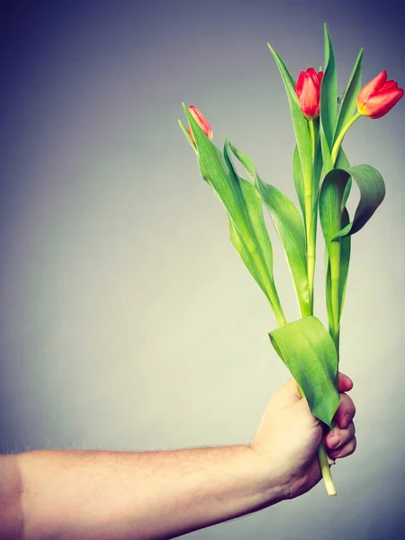 Lale çiçek eliyle. — Stok fotoğraf
