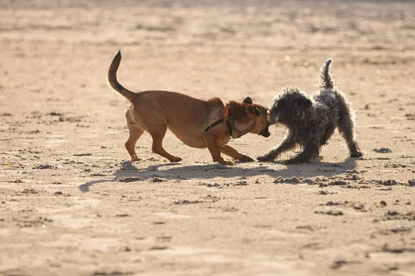 ビーチで一緒に遊ぶ 2 つの雑種犬 — ストック写真