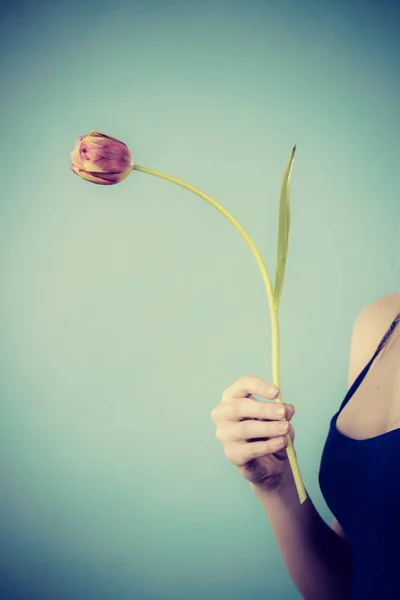 Tiro minimalista de mulher segurando tulipa roxa — Fotografia de Stock