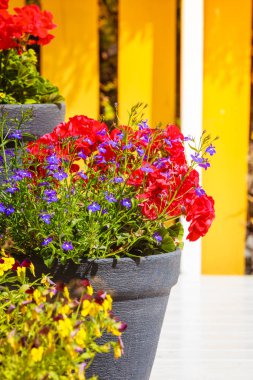 Tencere ile renkli çiçekler, botanik ve çiçek Güzellik