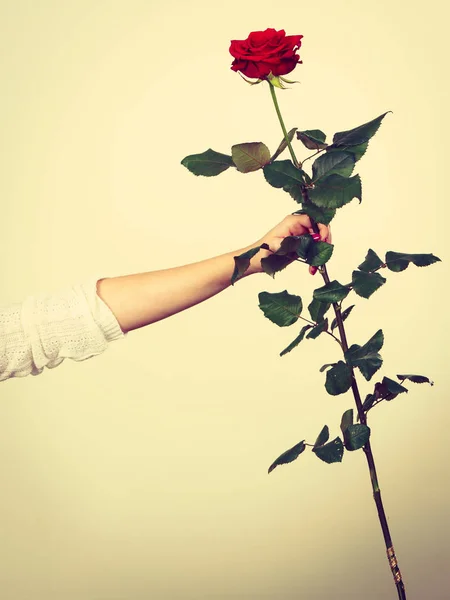 Kvinna hand innehav blomma röd ros — Stockfoto