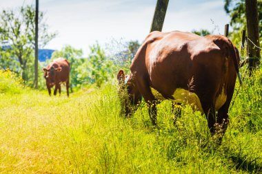 Yeşil çayır sahada inek otlatmak.