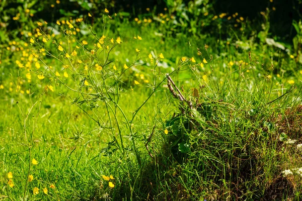 野生の成長ハーブや草原のフィールド上の花 — ストック写真