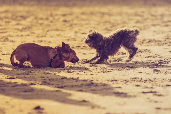 ビーチで一緒に遊ぶ 2 つの雑種犬 — ストック写真