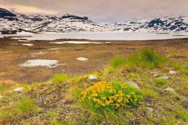 Sarı bahar çiçekleri Norveç dağlarında