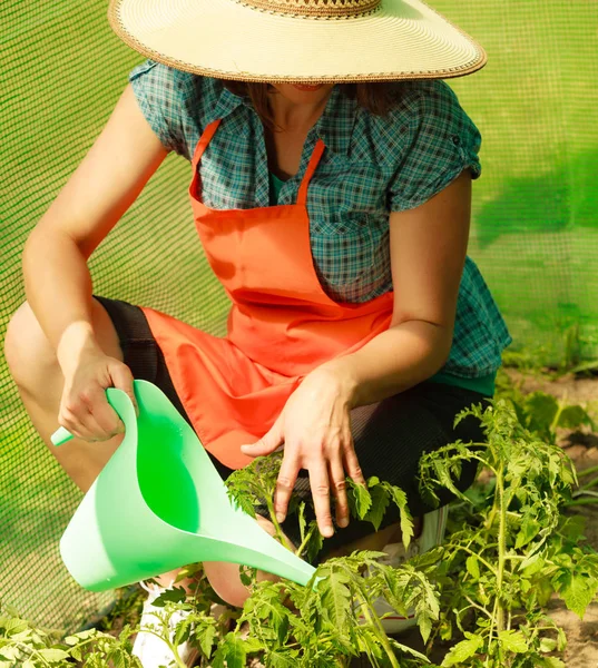 Perempuan menyiram tanaman tomat hijau di rumah kaca — Stok Foto