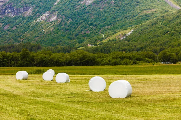 Bale of hay wrapped in plastic foil, Noruega — Fotografia de Stock