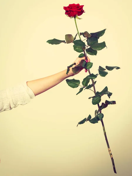 Woman hand holding red romantic rose — Stock Photo, Image