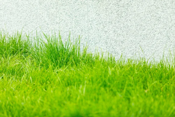 Green grass and light grainy wall — Stock Photo, Image