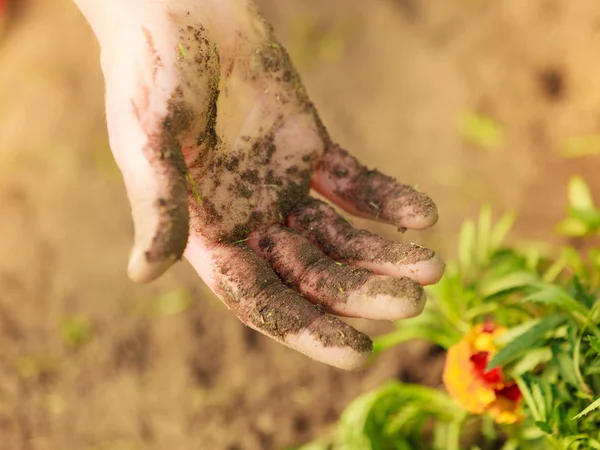 Woman gardener replanting flowers — Stock Photo, Image