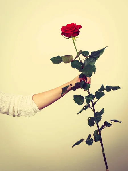 Vrouw hand met rode romantische rose — Stockfoto